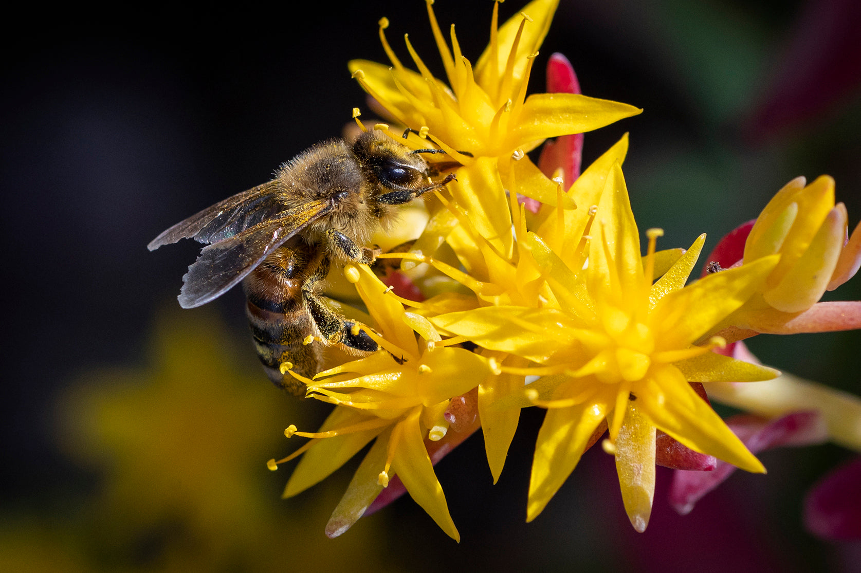 bee sucking nectar from a flower